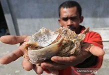 Indonesian Quarantine Agency Tightens Swiftlet Nest Export Oversight