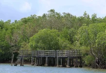 Indonesia Strengthens Carbon Trading Framework for Climate Action
