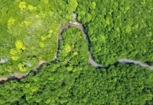 Indonesia Expands Global Partnerships to Restore Mangrove Forests