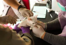 Riau Aims to Vaccinate 22,000 Animals Against Rabies