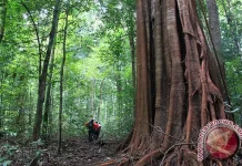 Aceh Drafts Customary Rules to Manage Forests and Mining