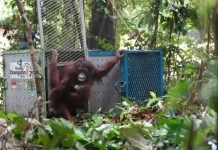 Five Rehabilitated Orangutans Released into Betung Kerihun National Park