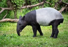 Loss of Sumatran Tapir in Lampung Undermines Forest Ecosystem Balance