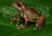 New Bush Frog Species Discovered on the Slopes of Mount Merapi
