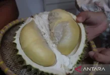 Pangkalpinang Turns Destar Point into Premium Local Durian Hub