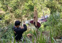 Titan Arum Blooms Fully Beside West Sumatra–North Sumatra Highway