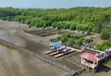 Pupuk Kujang Plants 5,151 Mangroves to Fight Coastal Erosion in Karawang