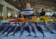Tuna from Lebak Reaches Export Markets in Japan and Europe