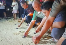 Derawan Turtle Conservation Boosts Island’s Marine Tourism Appeal
