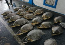 Twenty One Smuggled Green Turtles Released in Bali to Boost Ecosystem