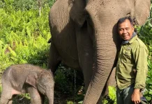 Indonesia’s New Elephant Protection Policy Sets Conservation Benchmark