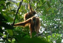 BKSDA Aceh Relocates Two Stranded  Community Plantation (sudah)