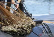 Kebumen Shrimps Break Into US Market