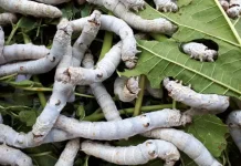 BRIN Strengthens Silkworm Genetic Conservation for Sustainable Silk Industry