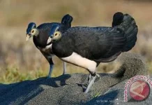 Over 1,400 Endangered Maleo Chicks Released Into Gorontalo Nature Reserve