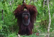 New 87,000-Hectare Wildlife Corridor to Save Orangutan