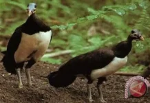 1,471 Endemic Maleo Birds Released in Gorontalo Nature Reserve (sudah)