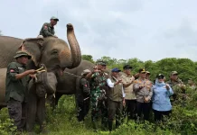 Indonesia’s New Decree to Protect Elephants and Farmers' Livelihoods