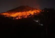 Massive Forest Fire Consumes 15 Hectares on Ponorogo's Mount Gombak (kurang penting
