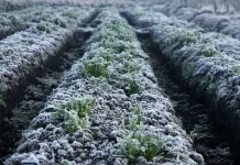 BRIN Highlights Dieng's Potential for Three Vegetable Harvests a Year