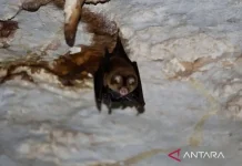 Three Bat Species in Tapin's Batu Hapu Cave Guard Karst Ecosystem