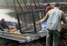BBKSDA Hunts Sumatran Tiger after Two Fatal Attacks in Pelalawan