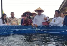BRIN Develops Incubator to Speed up Nile Tilapia Seed Production