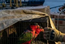 Six Black-Headed Parrots Rescued from Suspected Smuggling in Ambon