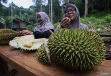 Aceh Farmer Turns Orchard Into a Seasonal Durian Agrotourism