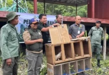 Eleven Rescued Protected Endemic Birds Released into Manusela National Park