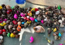 Painted Hermit Crabs, A Cruel Trend Threatening Coastal Biodiversity (LIPUTAN)
