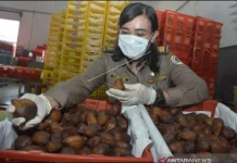 Indonesian Officials Seek Stronger Snake Fruit Export Ties with Vietnam