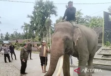 Sumatran Elephants Monitored in Real Time with GPS Collar to Safeguard Habitats