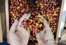 Simalungun Coffee Targets Global Market via KKSU 2026