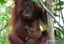 Indonesia Enhances Orangutan Conservation with Science-Based Strategies