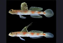 New Shrimp-Goby Species Discovered off Banyuwangi Coast