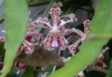 Ministry Boosts Native Orchid Conservation at Solo Anggrek Festival