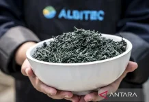 BRIN Drives Spirulina Microalgae for Sustainable Aquaculture Feed