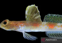 New Shrimp goby Species Discovered in Banyuwangi