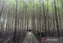 East Kalimantan Expands Mangrove Restoration to Protect Coastal Areas