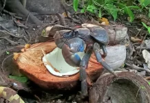 BKSDA Maluku Foils Coconut Crab Smuggling Attempt at Ambon Port