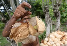 Indonesia Expands Coconut Downstreaming With Danantara