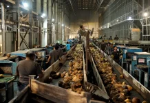 Coconut Downstreaming Key to Economic Transformation: Govt