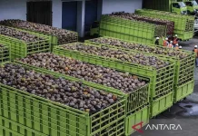 Indonesia Pushes Coconut Downstreaming on Rising Export Demand