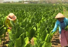 House Calls for Policy Alignment on Tobacco Regulation