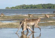 Indonesia Unveils Regional Biodiversity Maps to Save Species