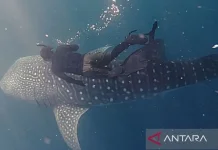 East Kalimantan Sets Eco-Rules for Miang Island Whale Sharks