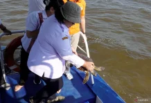Rescued Hawksbill Turtle in West Kalimantan Released to Protect Marine Ecosystem