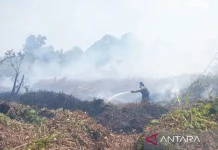 Orangutan Rehabilitation Center Threatened by West Kalimantan Forest Fires