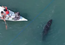 False Killer Whale Rescued After Stranding in West Sulawesi
